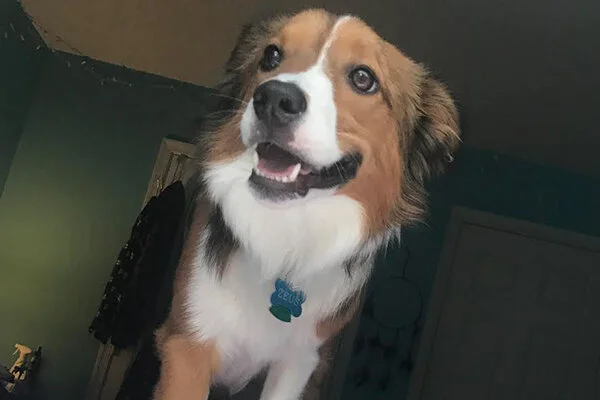 Zeus Began sponsoring: August 2019 - Supplies/Equipment