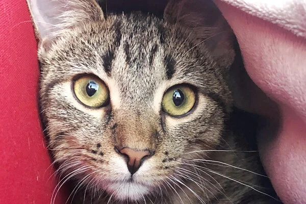 PJ Began sponsoring: July 2019 - Supplies/Equipment - Veterinary Specialist