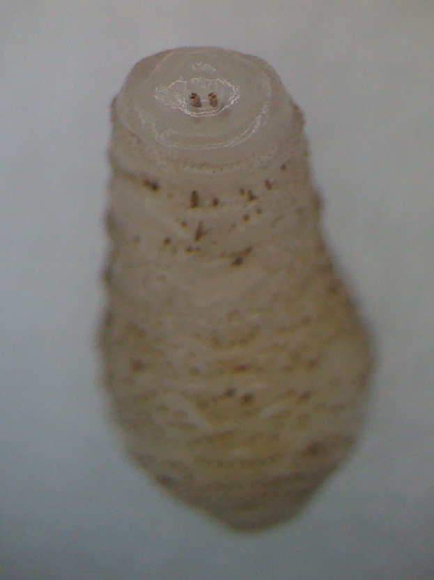 TumbuFlyLarva.jpeg