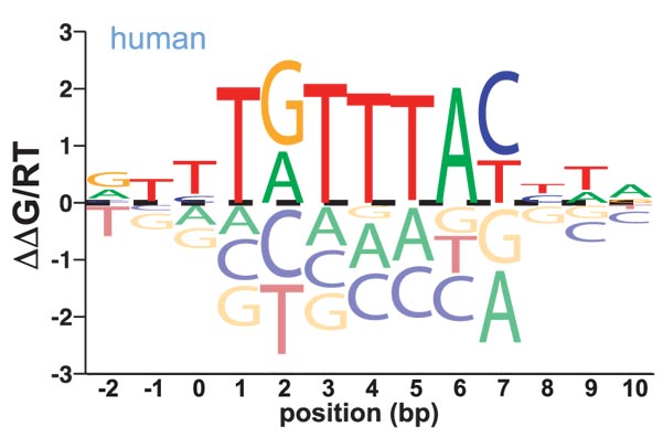   Microfluidic affinity and ChIP-Seq analyses converge on a conserved FOXP2-binding motif in chimp and human, which enables the detection of evolutionarily novel targets.  &nbsp;Nelson, C.S., Fuller, C.K.,&nbsp; Fordyce, P.M., &nbsp;Greninger, A.L., 