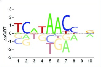   Identification and characterization of a previously undescribed family of sequence-specific DNA-binding domains.  Lohse, M.B., Hernday, A.D.,  Fordyce, P.M. , Noiman, L., Sorrells, T.R., Hanson-Smith, V., Nobile, C., DeRisi, J.L., &amp; Johnson, A.