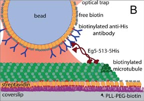   Eg5 steps it up!&nbsp; Valentine, M.T.,  Fordyce, P.M. , &amp; Block, S.M.&nbsp; Cell Division  (2006).  ( pdf ) ( web ) 