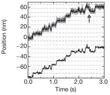   Individual dimers of the mitotic kinetin Eg5 step processively and support substantial loads  in vitro .&nbsp; Valentine, M.T.*,  Fordyce, P.M.* , Krzysiak, T.C., Gilbert, S.P., &amp; Block, S.M.&nbsp; Nature Cell Biology  (2006). (* denotes equal 