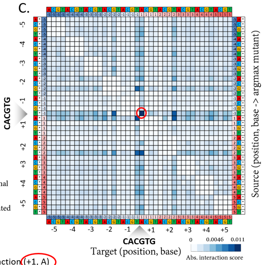   Discovering epistatic feature interactions from neural network models of regulatory DNA sequences.  Greenside, P.G.,  Shimko, T. ,  Fordyce, P. , &amp; Kundaje, A.; preprint on bioRXiv (04/17/2018); doi:  10.1101/302711  ( web ) 