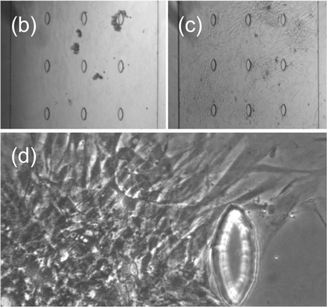 Figure 2. Example images showing overnight growth of cells.