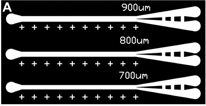 Figure 1. Schematic showing microfluidic planarian guillotines with varying channel widths after the guillotine blade.