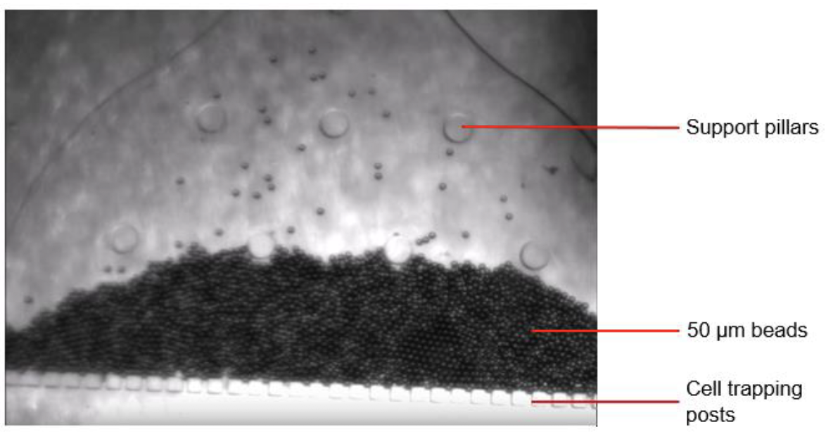 Figure 2. Image of the microfluidic device containing pillars with 50 µm gaps between them and 50 µm diameter beads successfully captured under constant pressure flow.