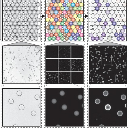   An open-source software analysis package for Microspheres with Ratiometric Barcode Lanthanide Encoding (MRBLEs)    Harink, B., Nguyen, H., Thorn, K.,  Fordyce, P. M.   PLOS/ONE    (PDF)   (Web)  ( OSF Repository ). 