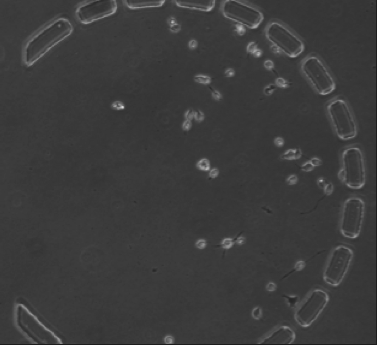 Teaching The Fordyce Lab