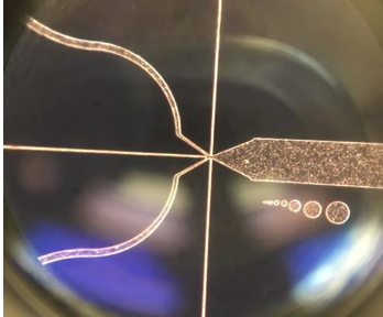 Teaching The Fordyce Lab