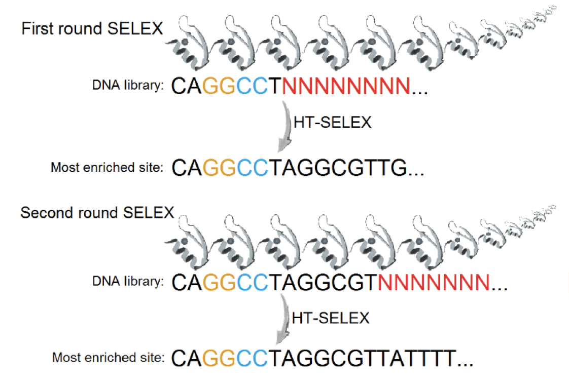   Why do long zinc finger proteins have short motifs?    Zuo, Z.,  Billings, T., Walker, M., Petkov, P.,  Fordyce, P.,  &amp; Stormo, G.D.  bioRXiv  (2019).  ( PDF ) ( web ) 