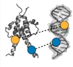   Dissecting the functional effects of transcription factor mutations -  Transcription Factor (TF) proteins bind regulatory DNA sequences to control the expression of downstream genes, and mutations to TFs can affect the affinity and specificity of D
