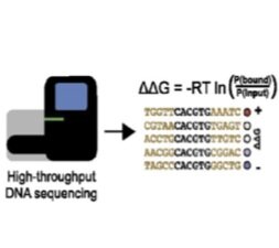   BET-seq: ultra-high-throughput measurement of transcription factor-DNA binding affinities -  The rapidly decreasing costs of next-generation sequencing (NGS) present an opportunity to sequence and identify millions of DNA molecules in parallel. Her