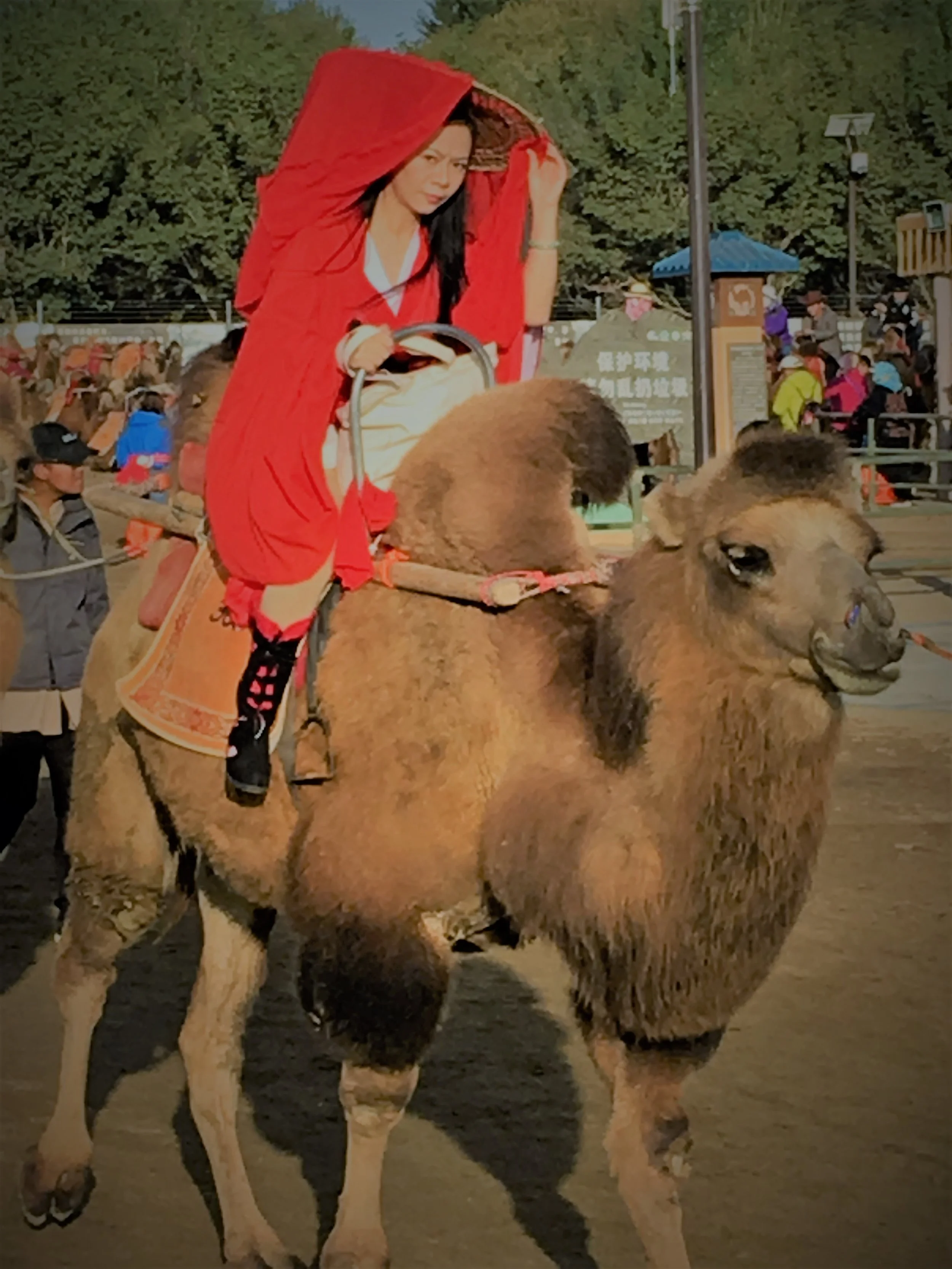 Dunghuang Camel Rider, Photography