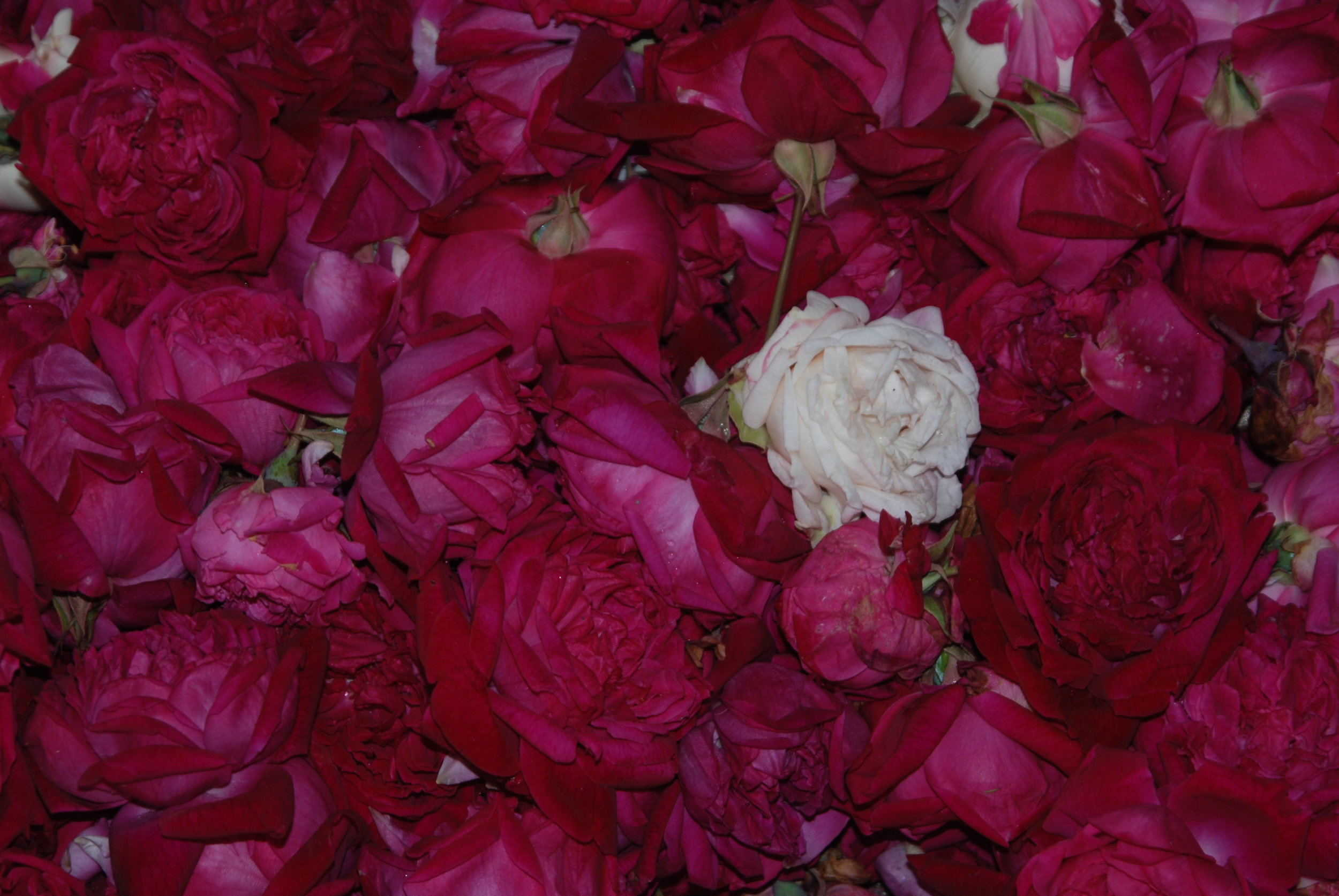 Roses in Java, Photography