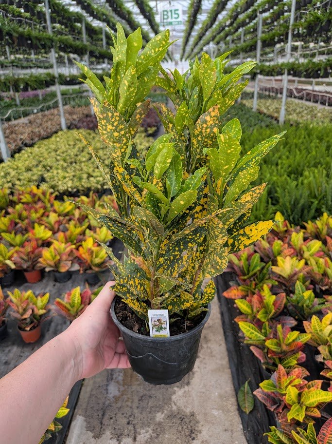 6IN Croton Golddust.jpg