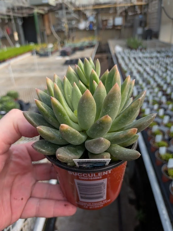 4IN Echeveria Princess.jpg