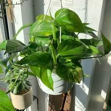 Golden pothos.jpg