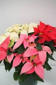 Tri-color poinsettia.jpg