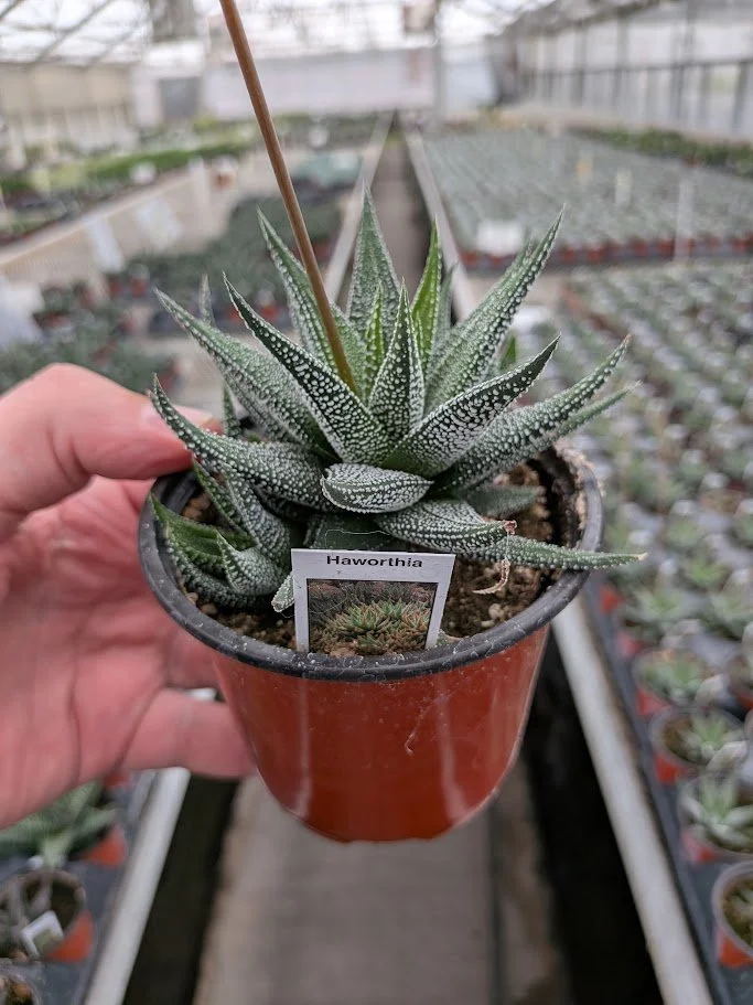 4IN Haworthia Concolor.jpg