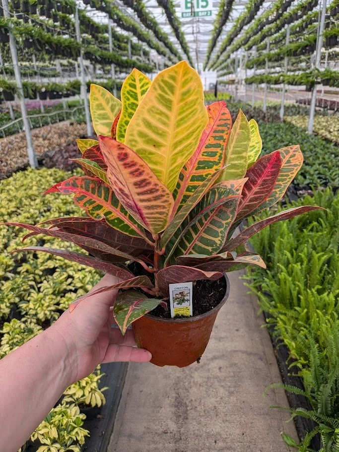 6IN Croton Petra.jpg