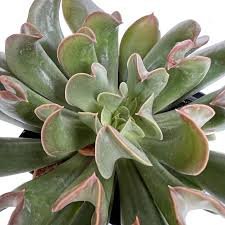 echeveria vader.jpg