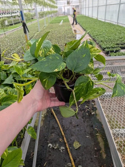 6IN Pothos Golden.jpg