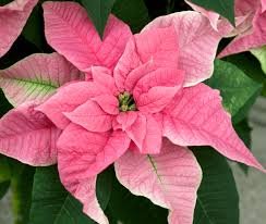 pink poinsettia.jpg