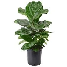 Ficus Plant.jpg