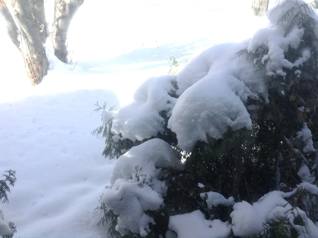 snow.jpg