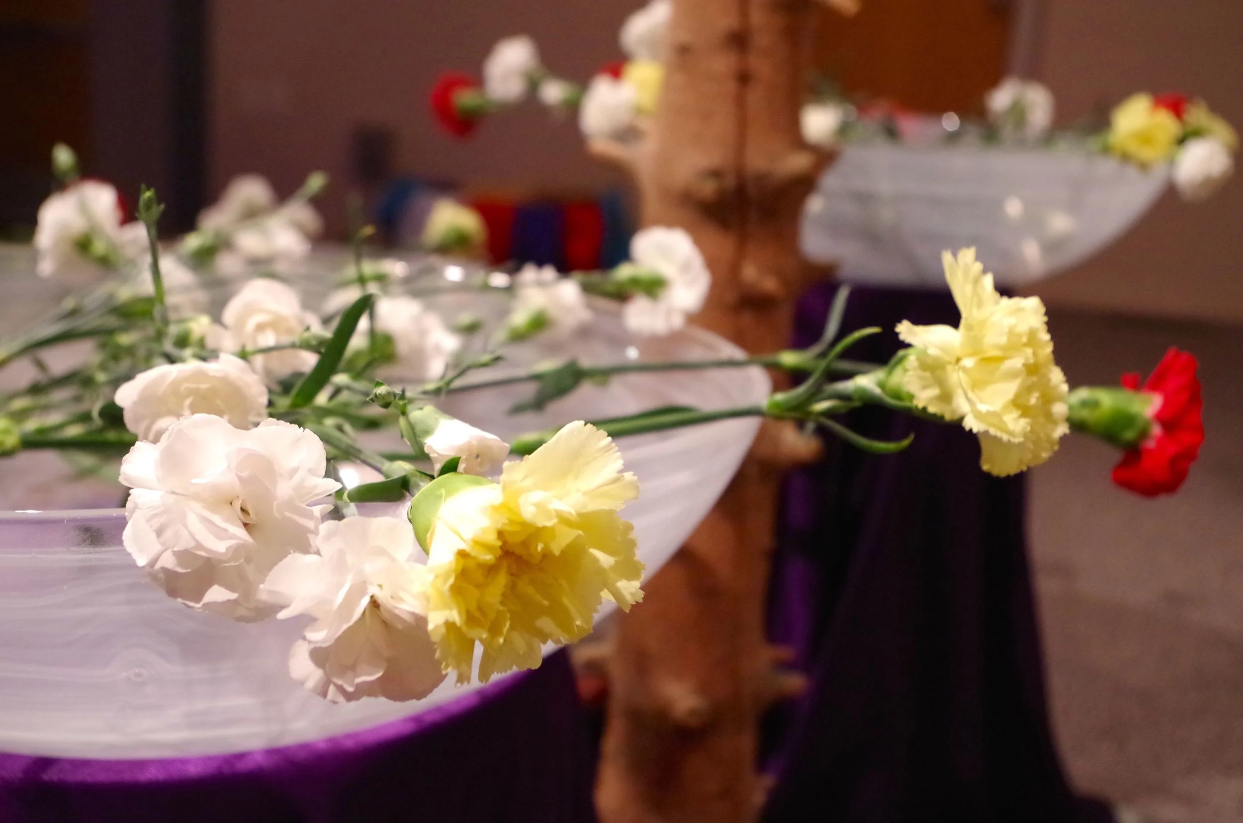 carnations