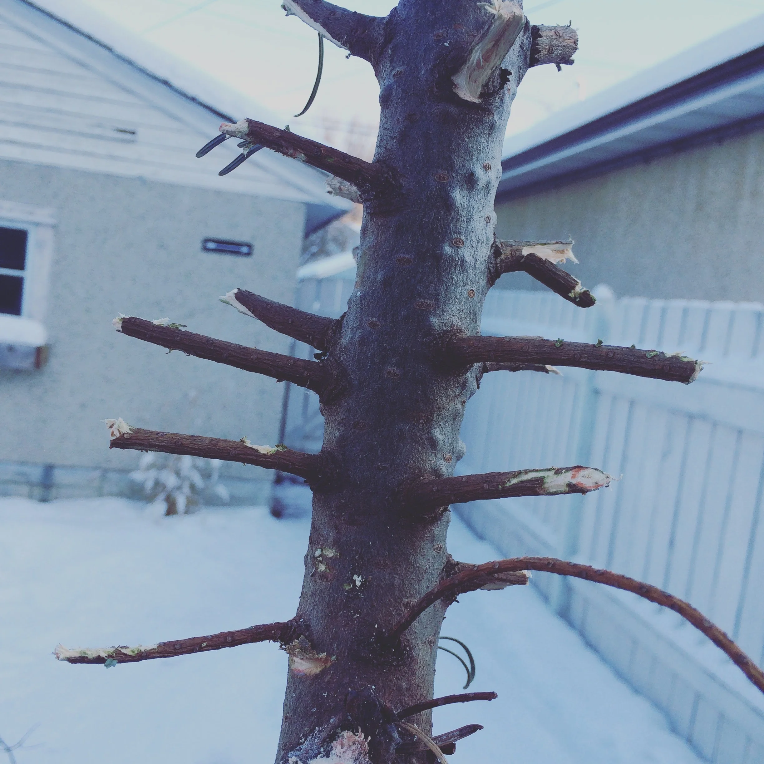 We See Opening Ceremony