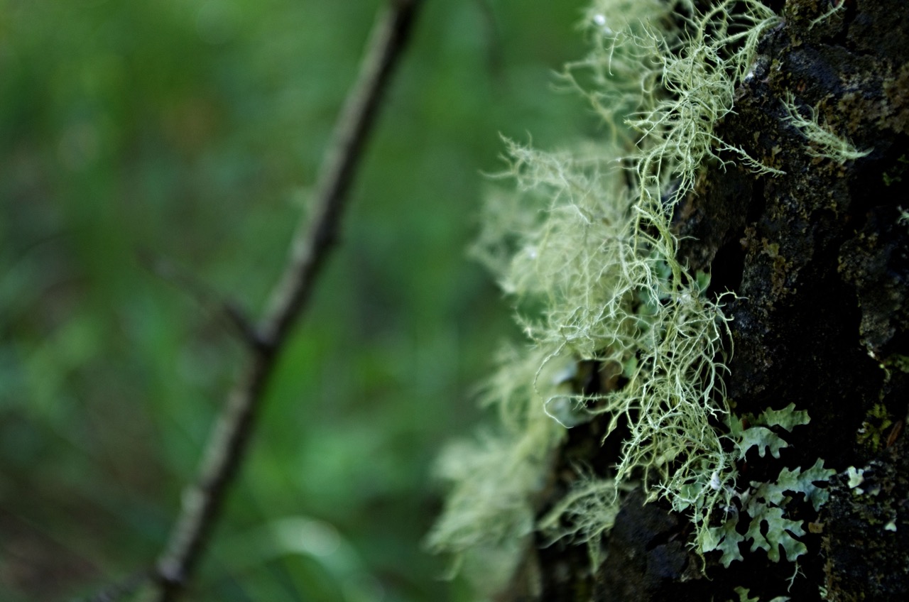Gathering moss
