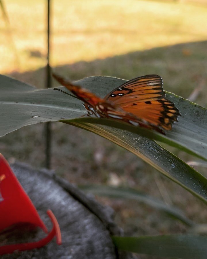 #Butterfly