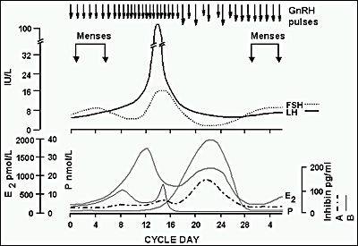 GNRH Pulses from the hypothalamus signal the pituitary to release LH and FSH. 