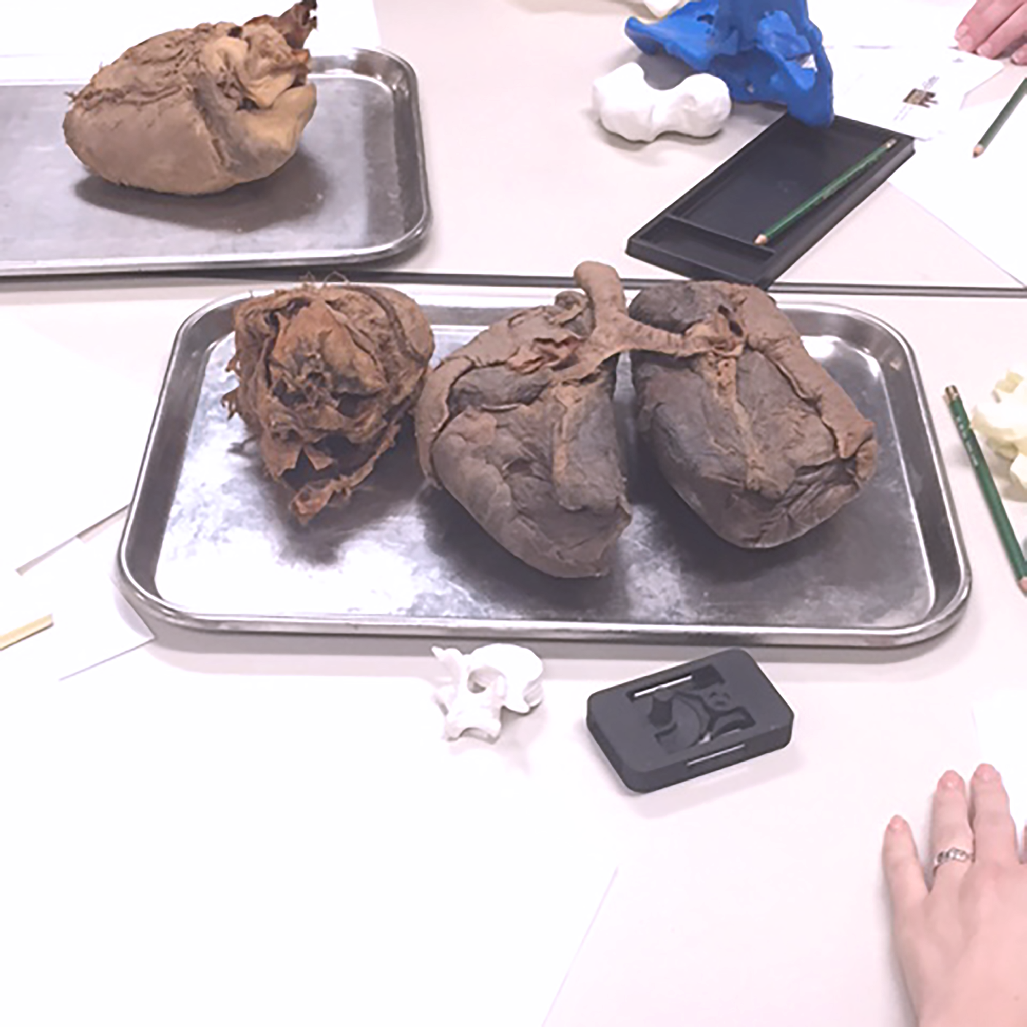 Most students drew the organs, some chose to draw my 3D printed anatomical pieces. 