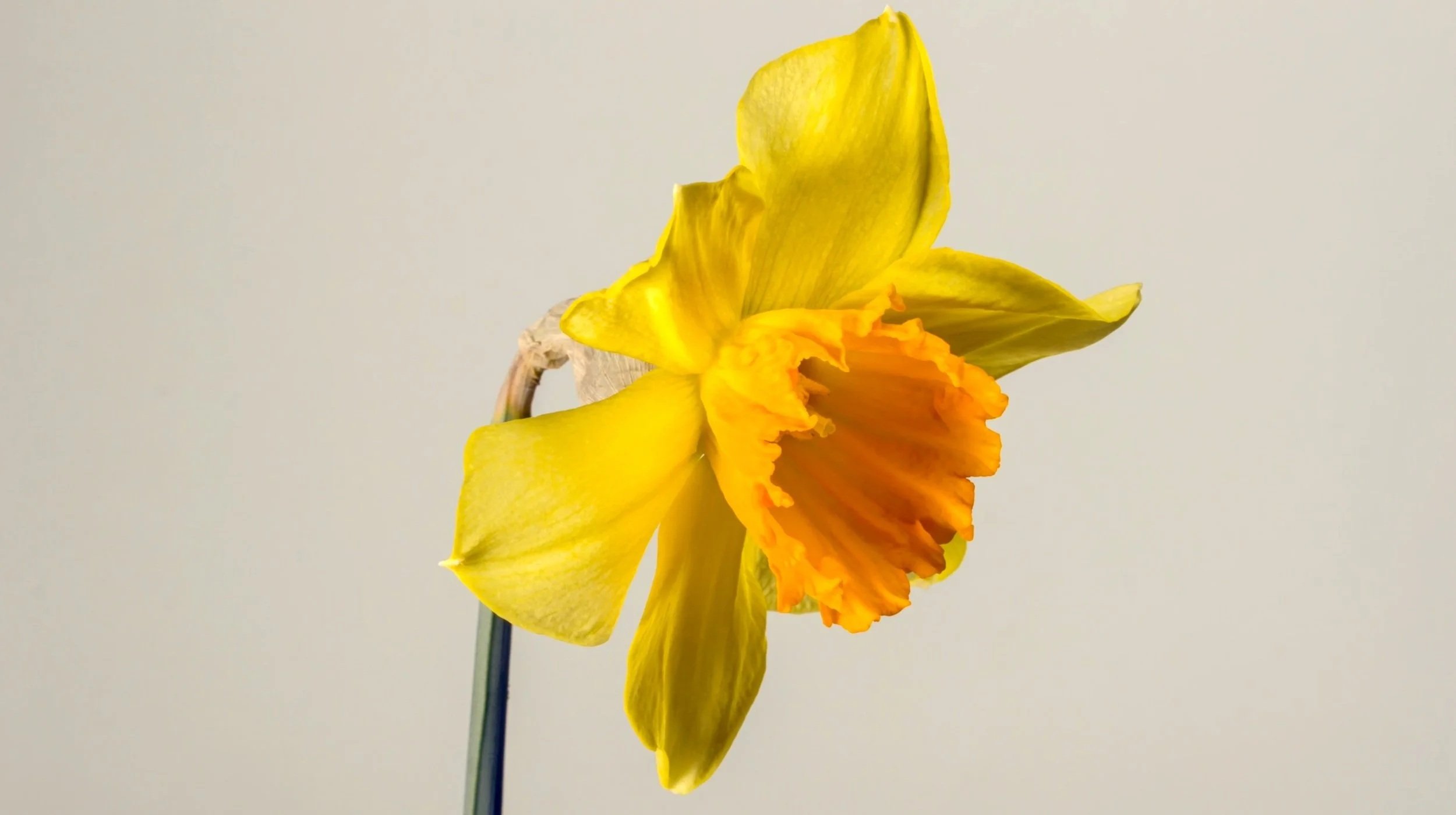 Yellow daffodil in bloom symbolising renewal, healing and the restoration of the INFJ inner self.