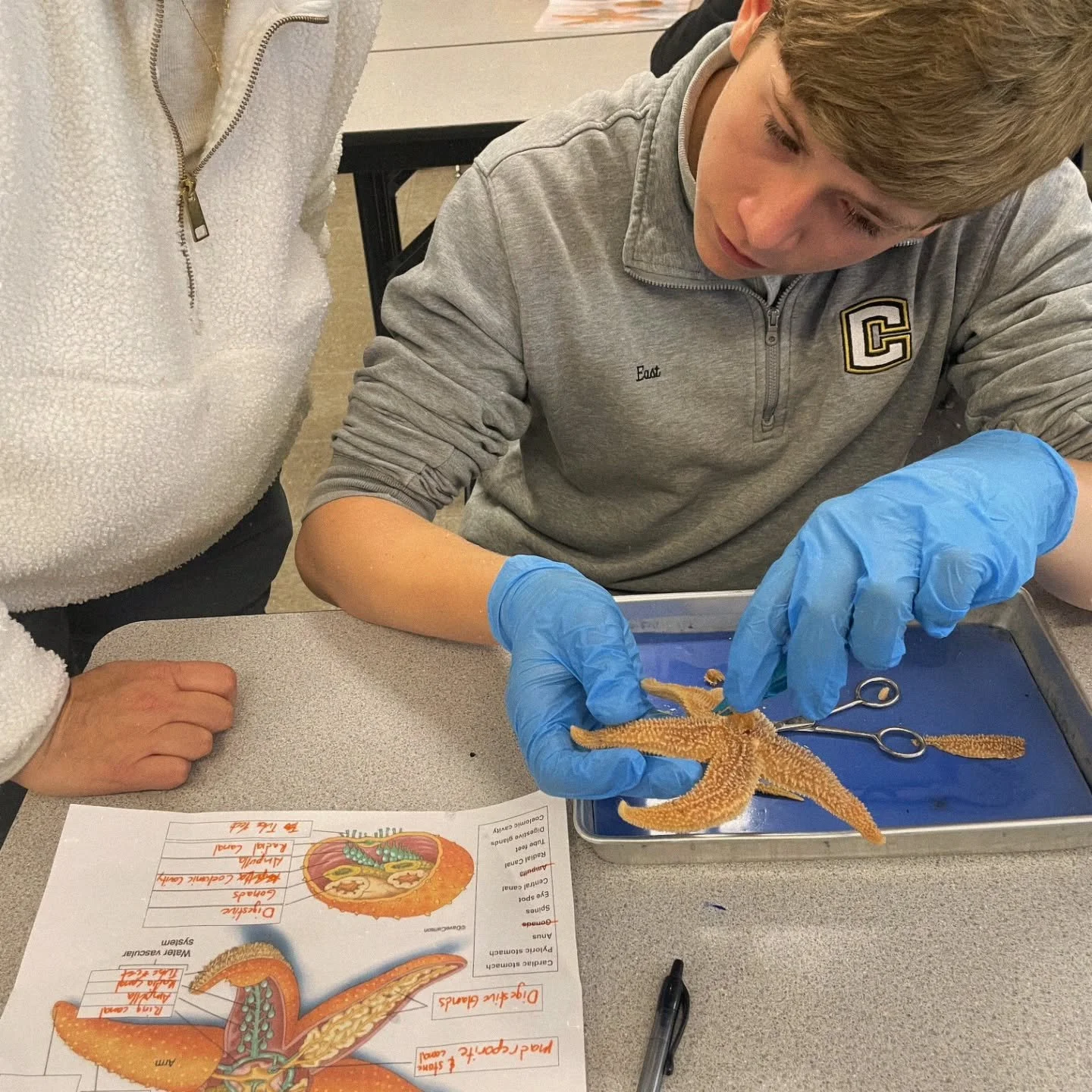 Our 7th graders had an exciting day of dissection🪸💙

#middleschool #scienceclass #oceanlife