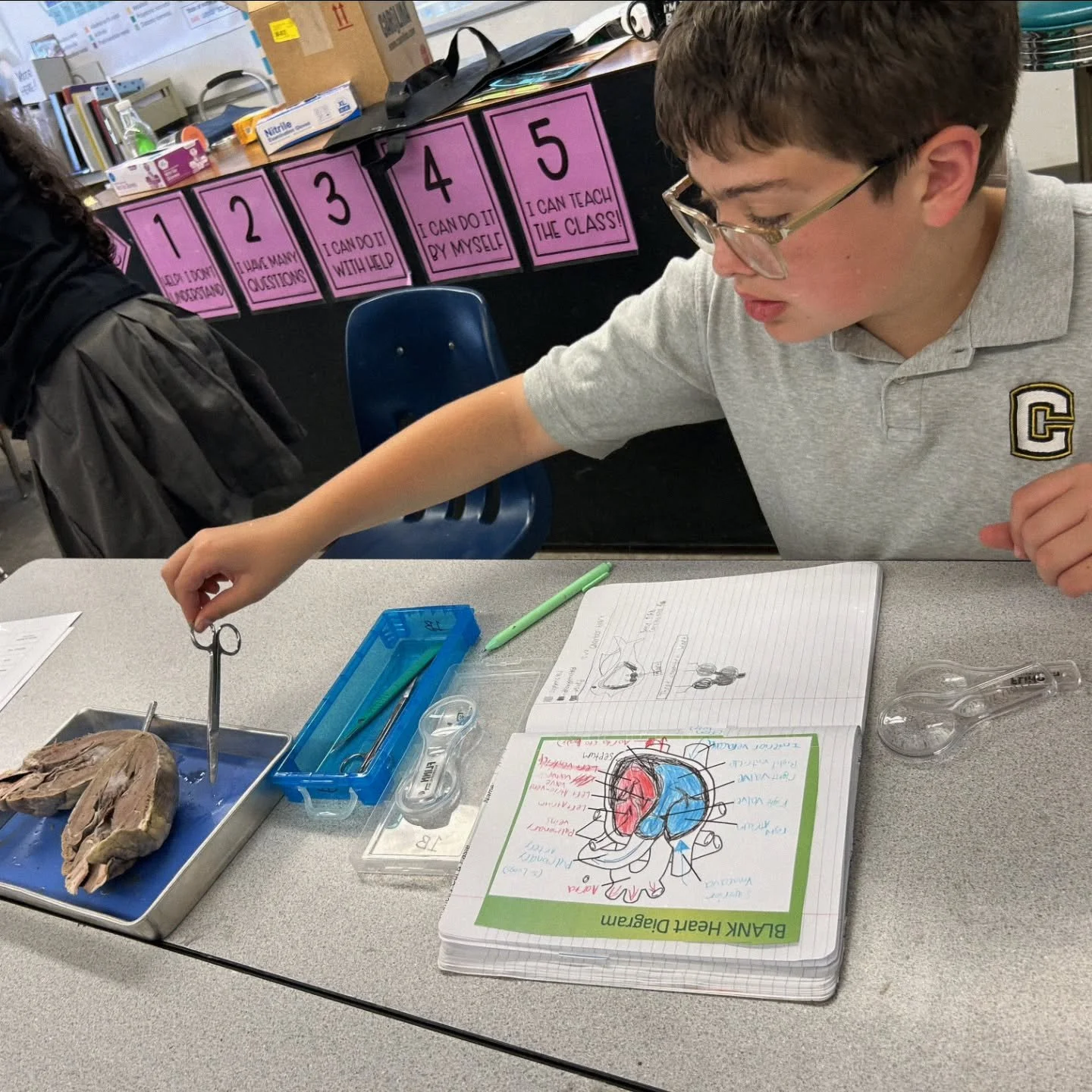 Our 7th graders class dissection of pig hearts🫢

#camarillo #dissectionlab #middleschool