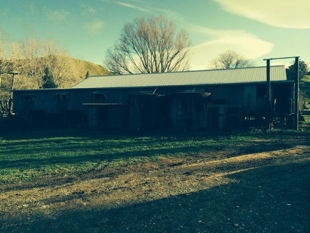 Typical woolshed