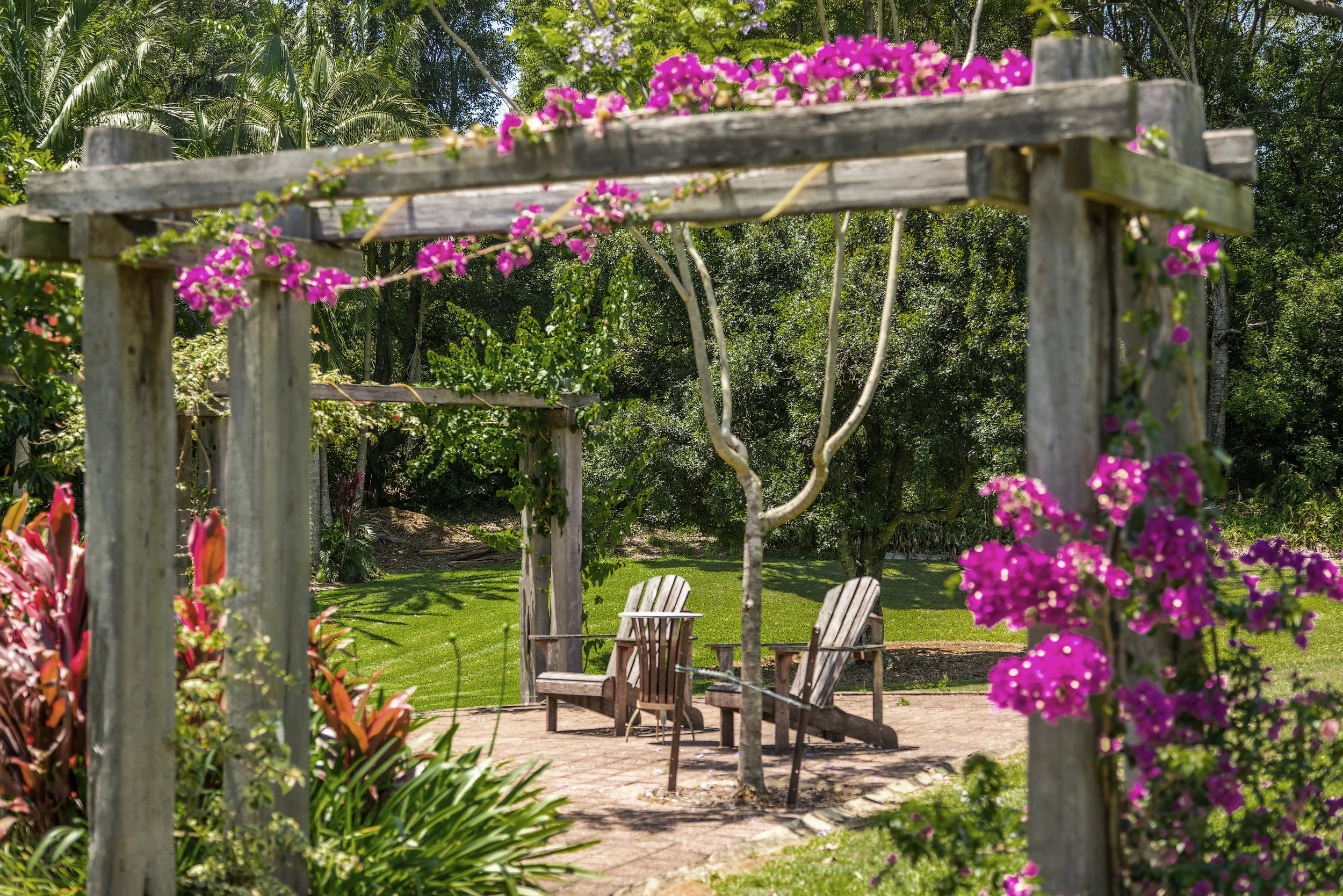 GARDEN Bouganvillea.jpg