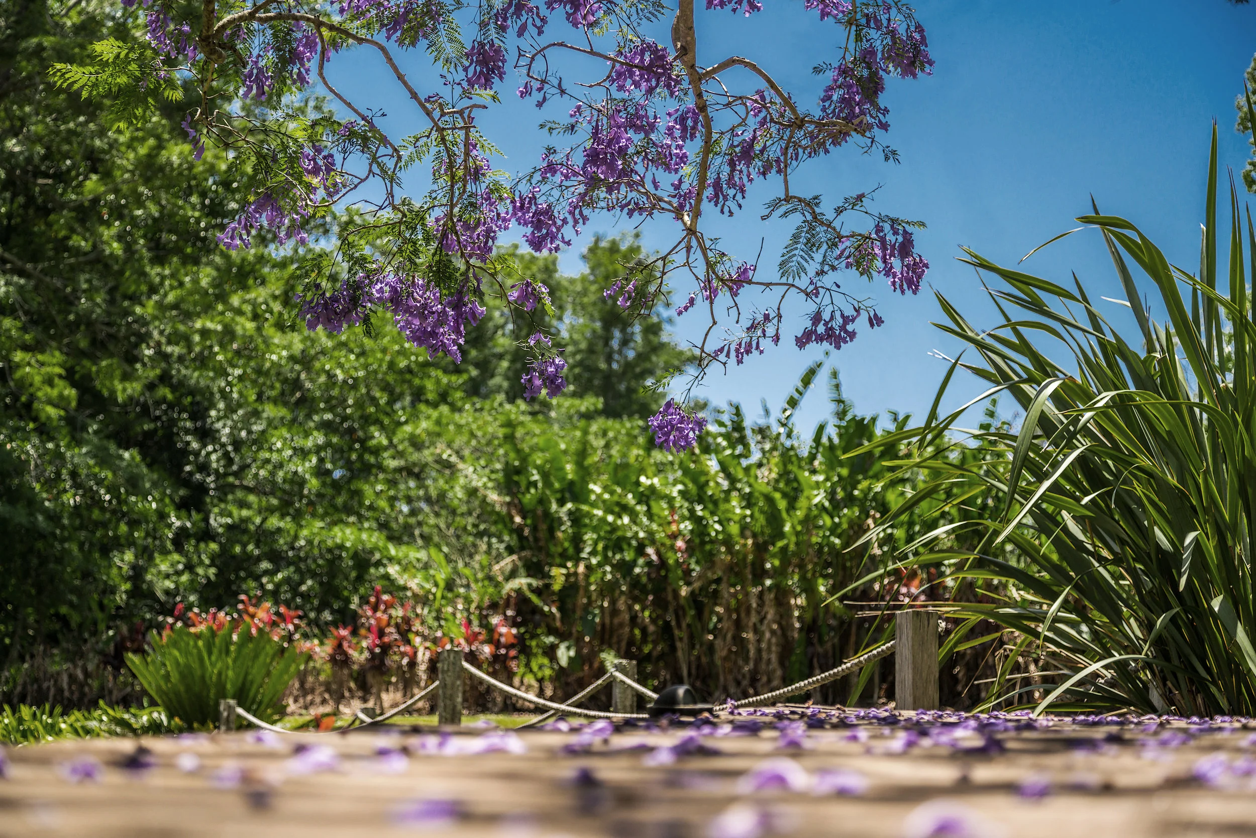 GARDEN Jacaranda.jpg