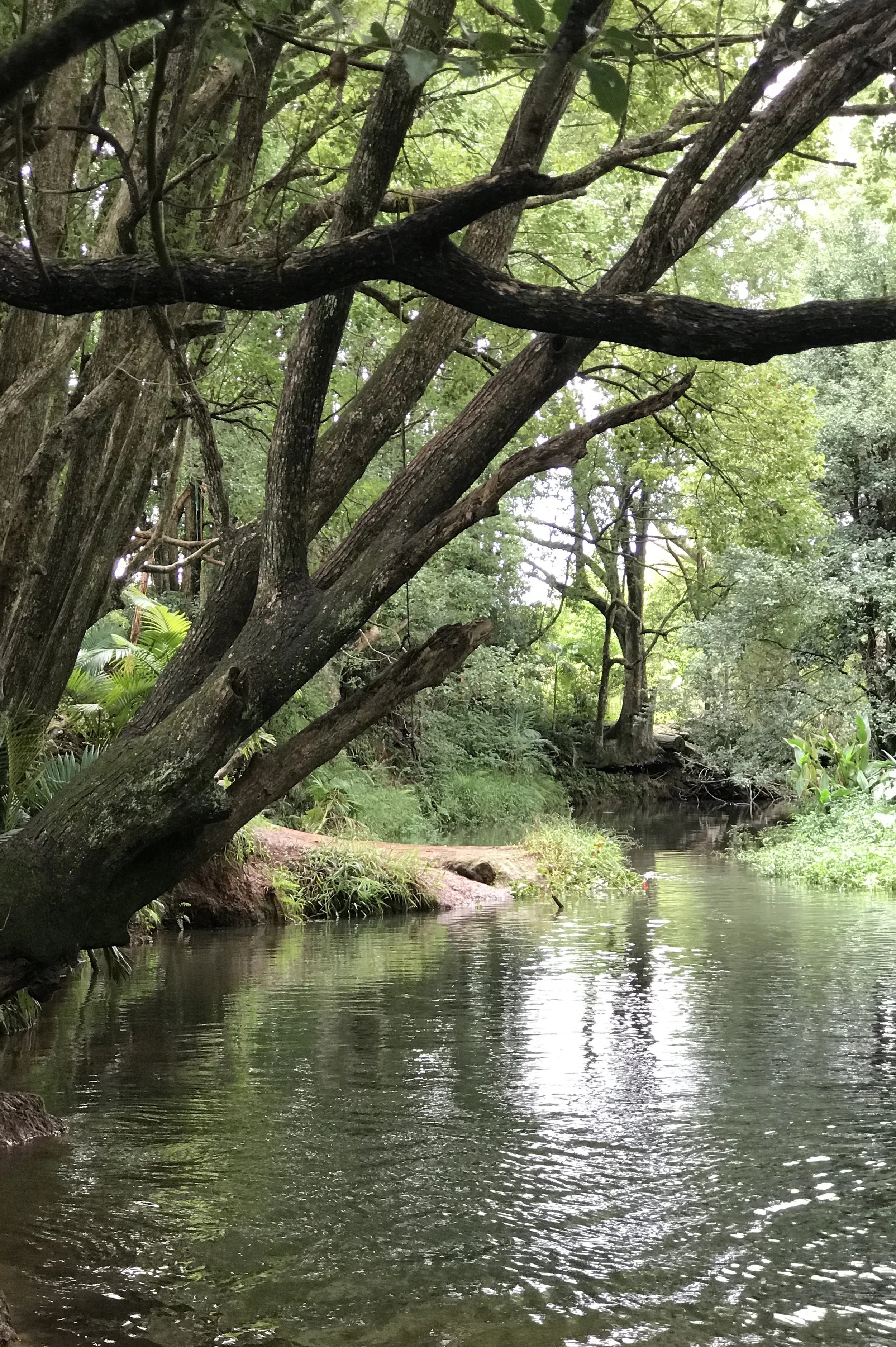 BangalowCreek23.jpg