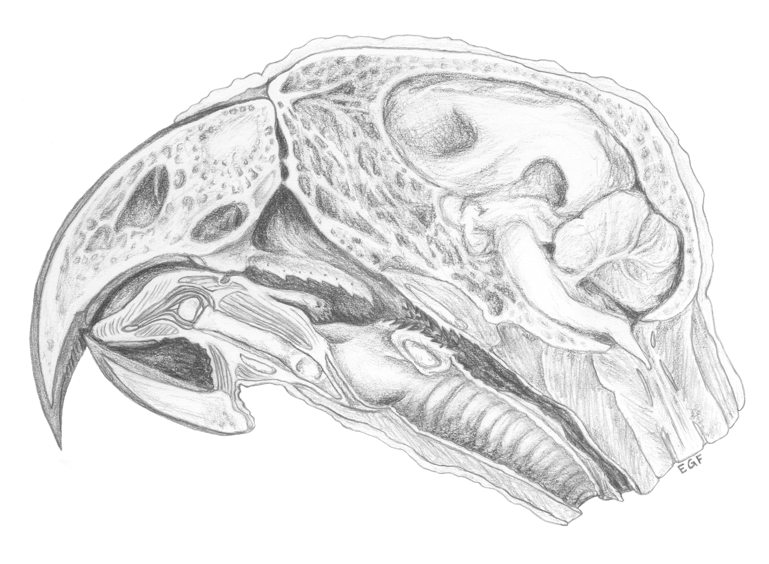 Sagittal Section of a Parrot Skull