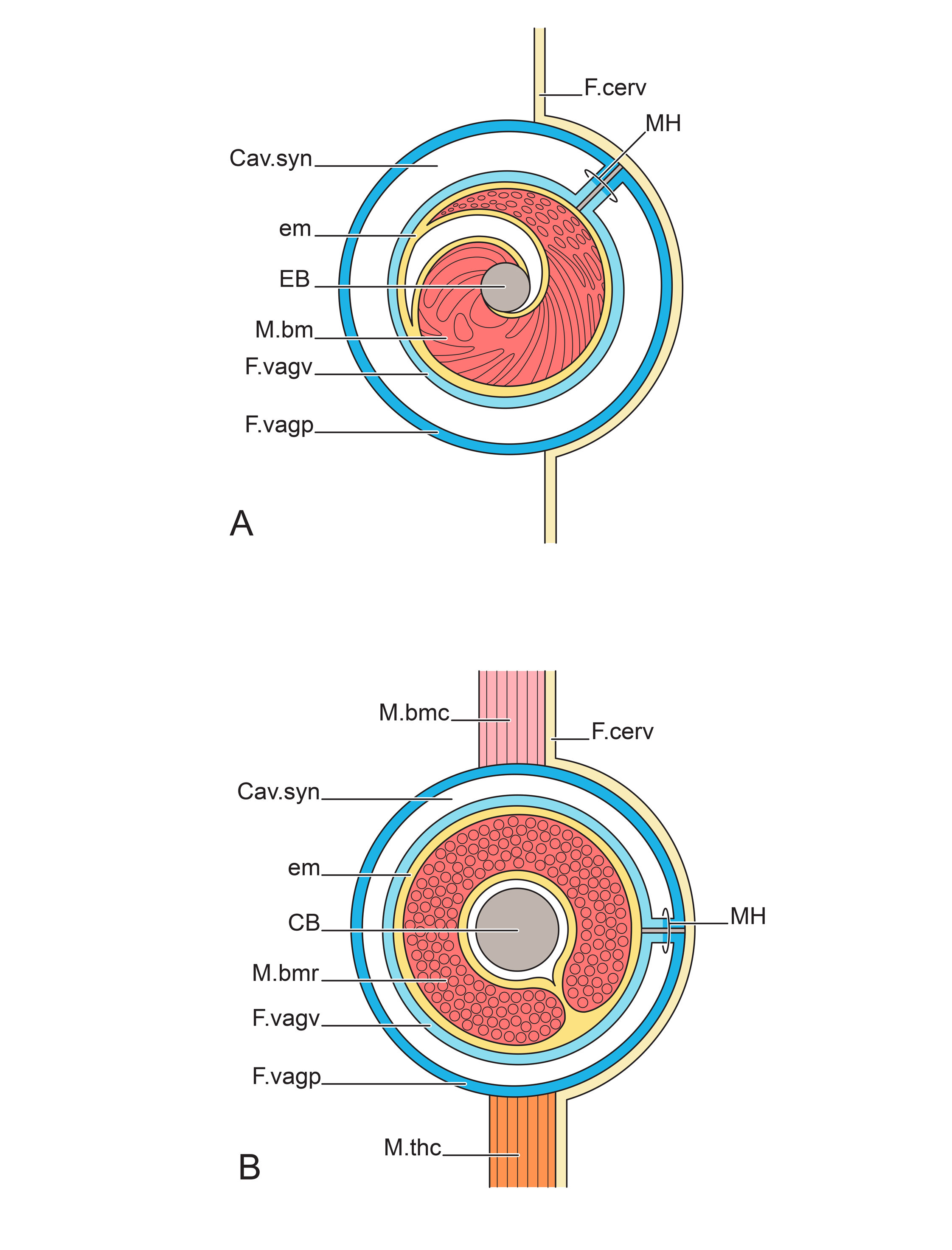 Cross Sections of the Hyoid Sheath Structures of the Chicken and the Egret