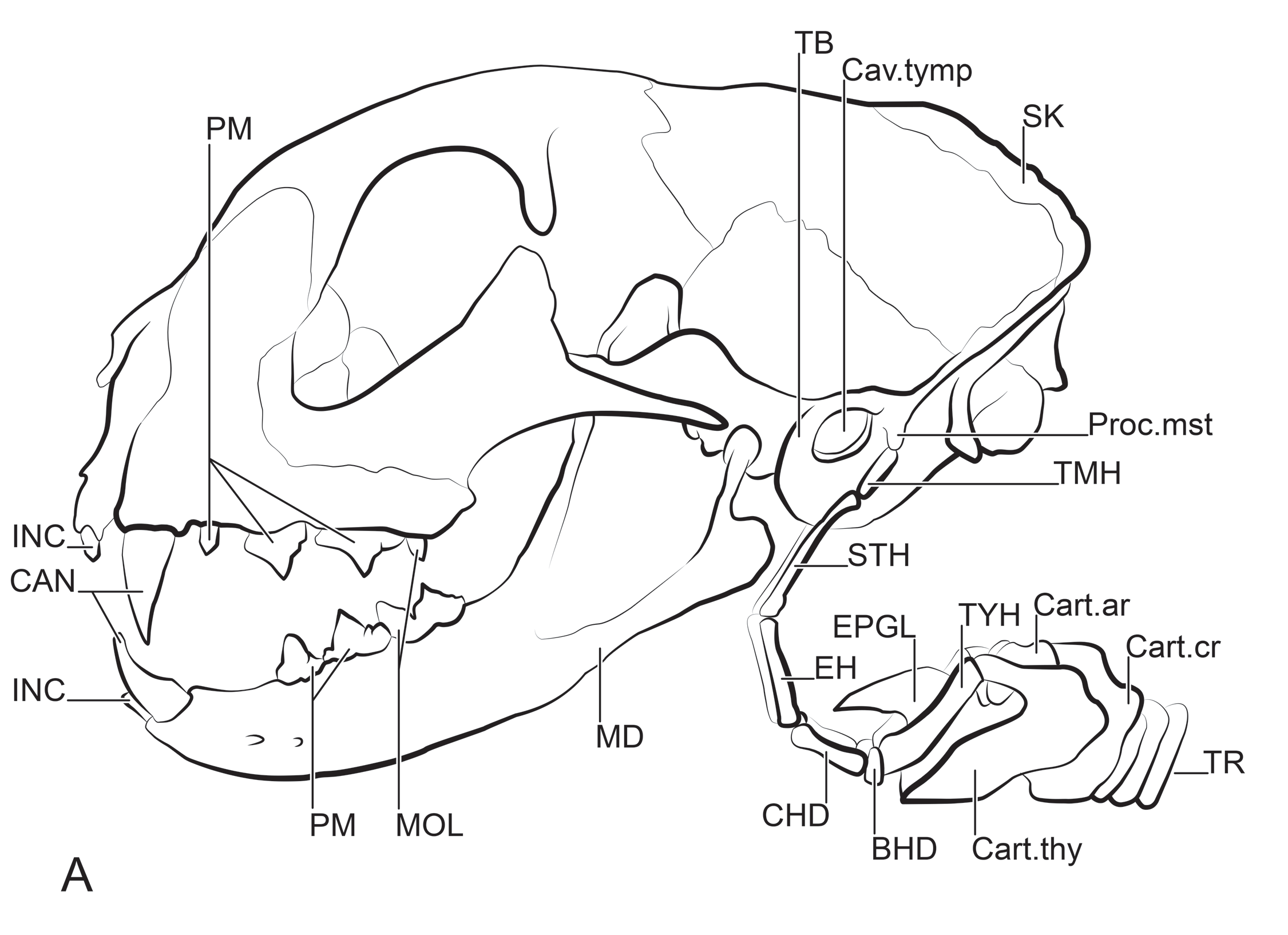 Cat Skull Diagram