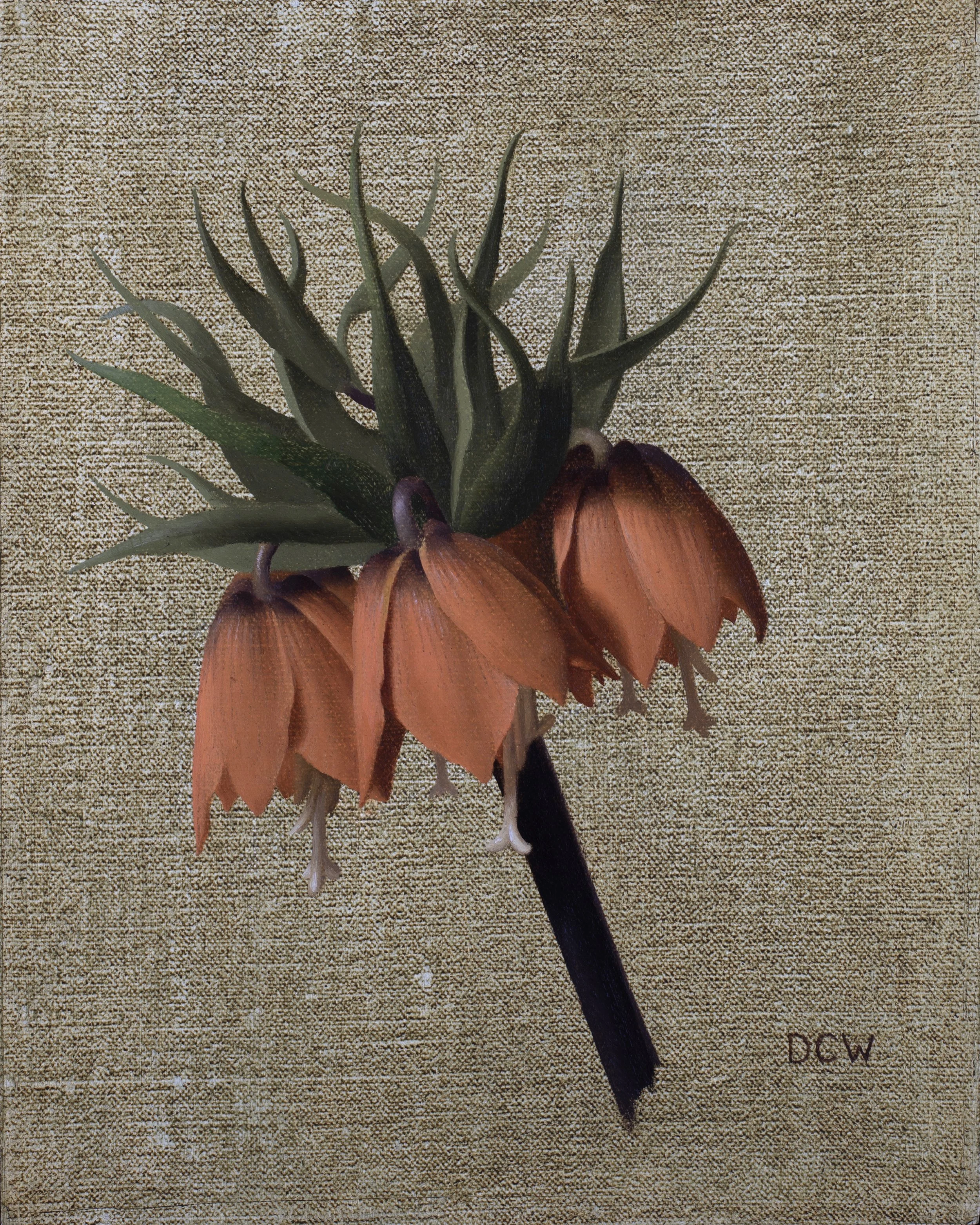 Fritillaria Imperialis - Crown Imperial.jpg