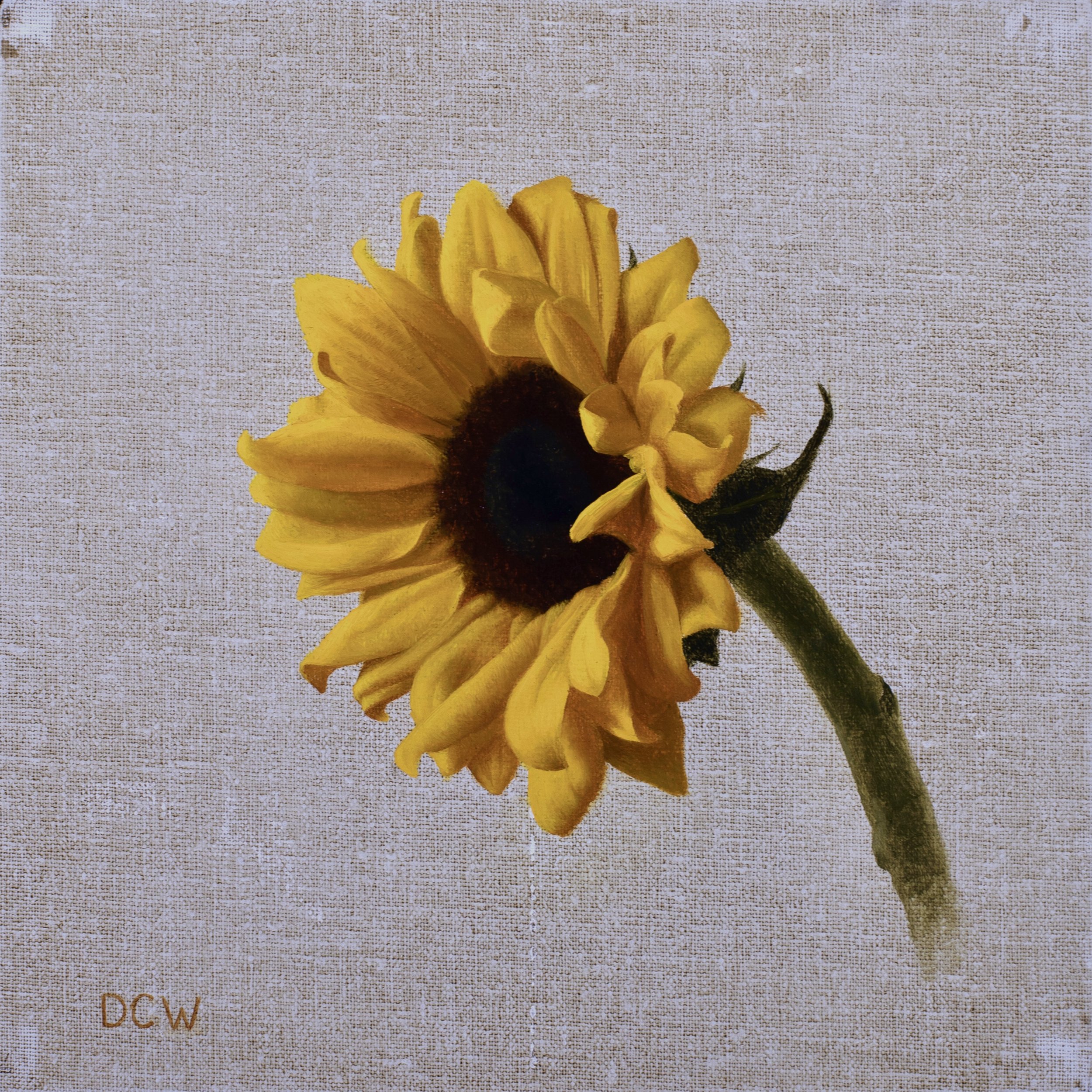 Sunflower Study.jpg