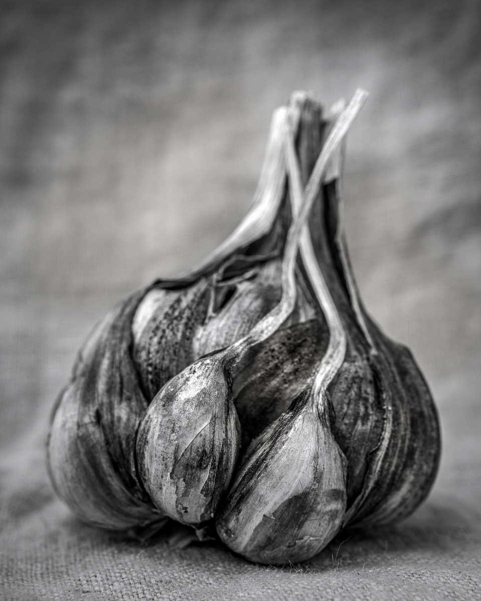 GARLIC - Gascony