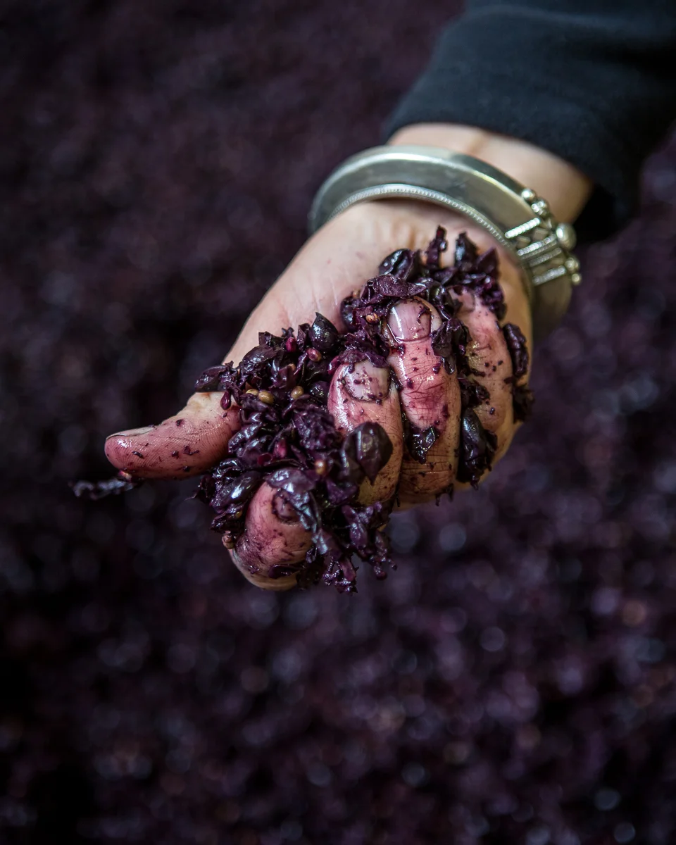 Laure Colombo during the vendage, Cornas, Rhone Valley